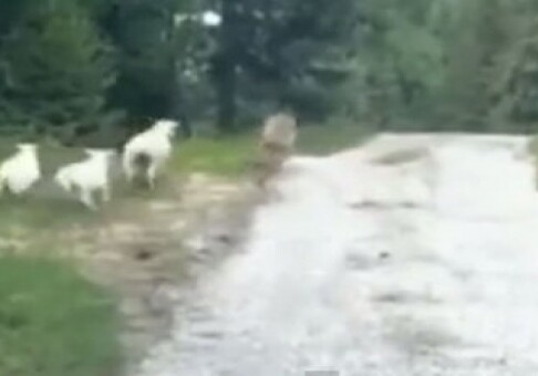 В Азербайджане овца напала на волка (ВИДЕО)