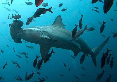 Рыбаки приняли роды у четырехметровой акулы-молота (Видео)