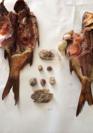 В Баку обнаружены «героиновые» рыбы и торт «Лекарство» (ФОТО)