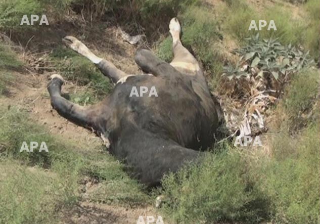 В Джалилабаде крупный рогатый скот погибает от болезни (ФОТО)