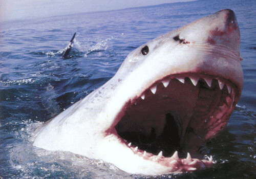 Акулы в девять раз чаще убивают мужчин, чем женщин