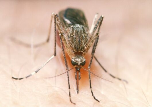 Зараженные комары будут бороться с лихорадкой Денге