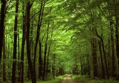 Площадь лесов в Азербайджане превысила 1 млн. гектаров-министр