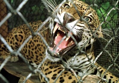 В зоопарке Арканзаса 3-летний ребенок упал в вольер с ягуарами