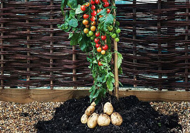 В Великобритании выращен гибрид картофеля и помидора