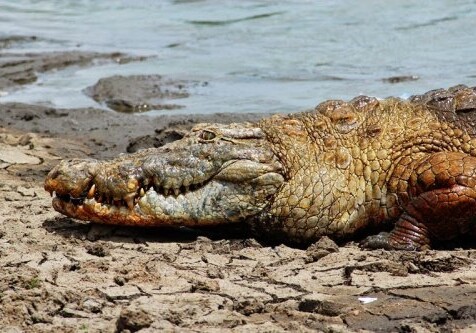 Миролюбивые крокодилы? (Фото)