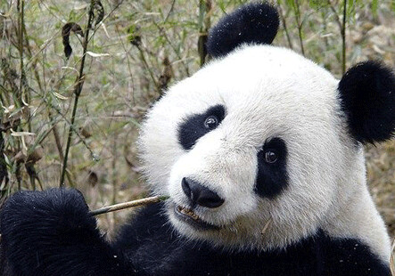 Панда-долгожительница готовится к юбилею