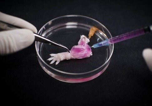 Ученые вырастили первую искусственную ногу крысы