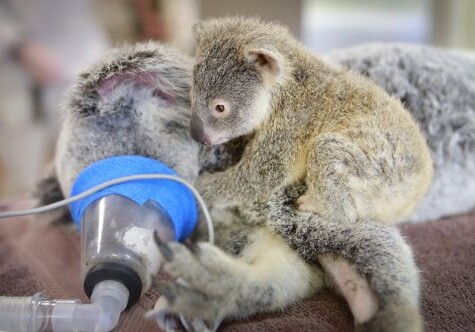 Детеныш коалы держался за свою мать, пока ветеринары спасали ей жизнь (Фото)
