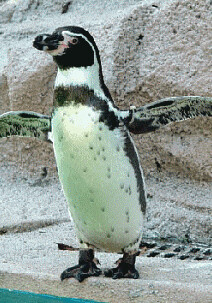 Пингвин из Тбилисского зоопарка добрался до Азербайджана