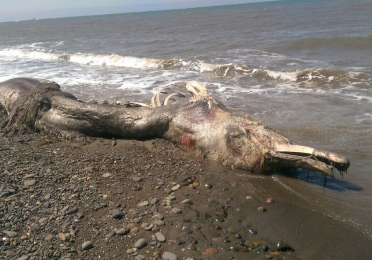 Неизвестное чудовище выбросило на сахалинский берег