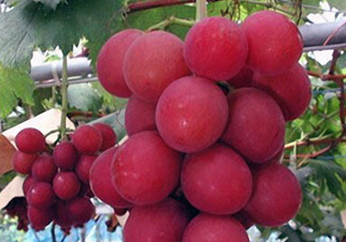 Гроздь винограда продана за миллион йен