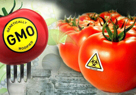 ГТК: ввоз в Азербайджан ГМО-продуктов запрещен