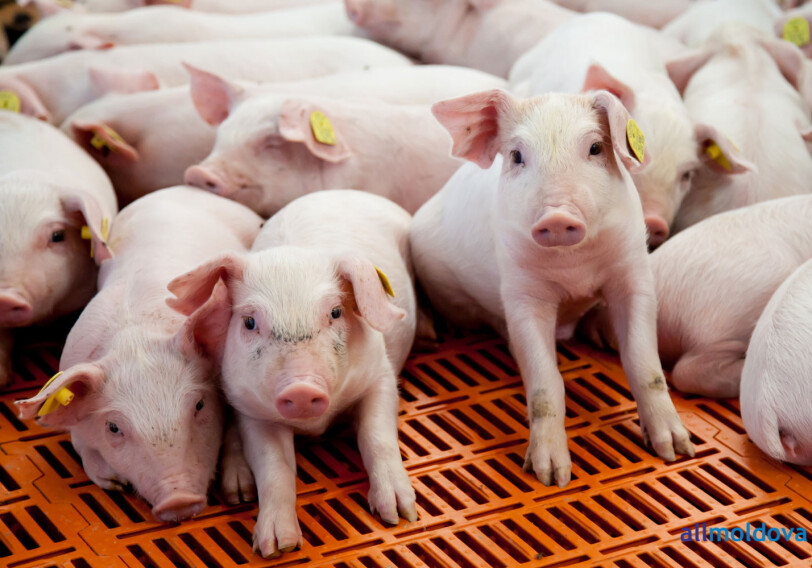В Испании появилась пятизвездочная ферма для свиней