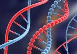 Ученые расшифровали древнейшую ДНК человека