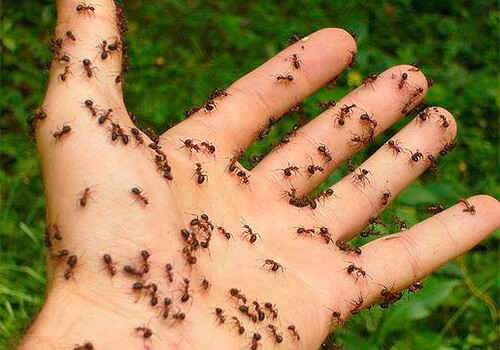 Заблудившийся австралиец почти неделю жил, питаясь муравьями
