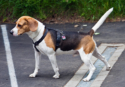 Китайцы создали собак-мутантов со сверхмощной мускулатурой