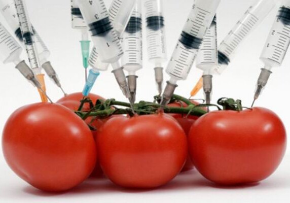 Европейцы начали умирать от ГМО