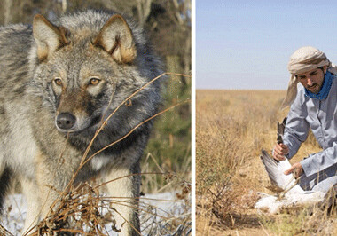 «Закон не запрещает…» - Министр о волках и охотниках 
