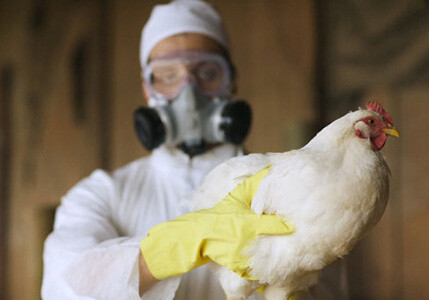 В Азербайджане начался мониторинг по выявлению «птичьего гриппа»