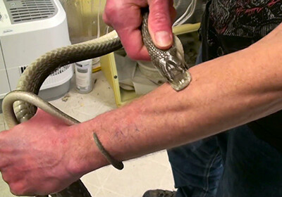 Американец ради вакцины от яда подвергся 160 змеиным укусам