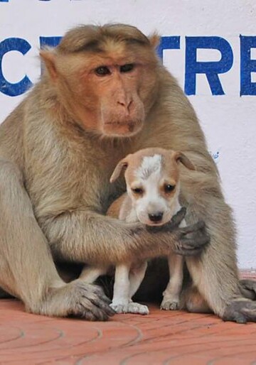 Обезьяна усыновила щенка и заботится о нем, как о собственном детеныше (Фото)