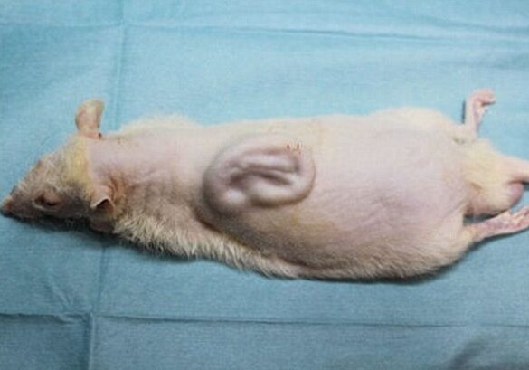 Японские ученые вырастили человеческое ухо у крысы на спине (Фото)
