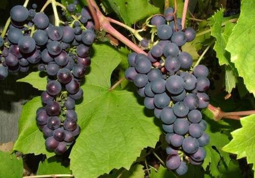 Ученые: употребление винограда защитит от слепоты