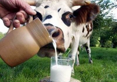 Пейте, дети, молоко - будете здоровы…