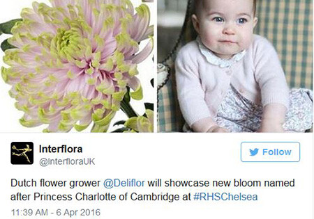 Дитя цветов: в честь принцессы Шарлотты назвали сорт хризантемы
