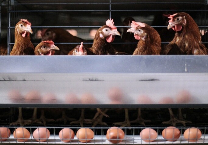 В Японии вывели кур, яйца которых безвредны для аллергиков