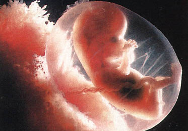 Ученые впервые вырастили в лаборатории человеческий эмбрион