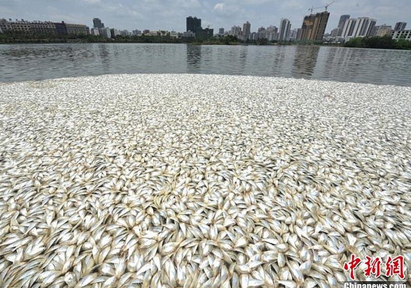 К китайскому острову прибило 35 тонн мертвой рыбы