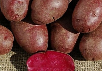 Американские биологи создали «лечебную» картошку