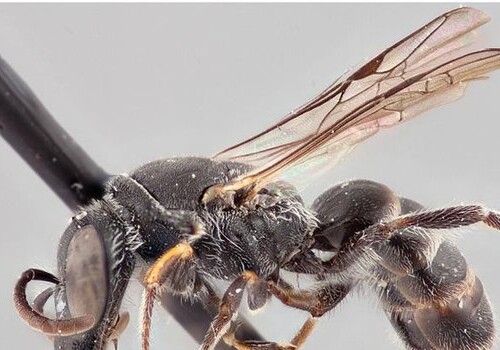 Энтомологи назвали новый вид пчелы в честь покемона