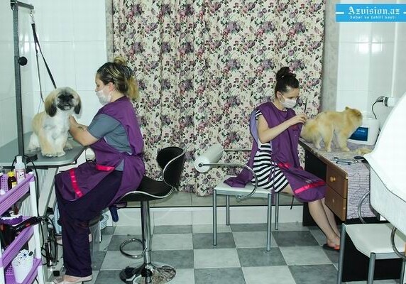 «Салон красоты» для собак - в Баку (Фото)
