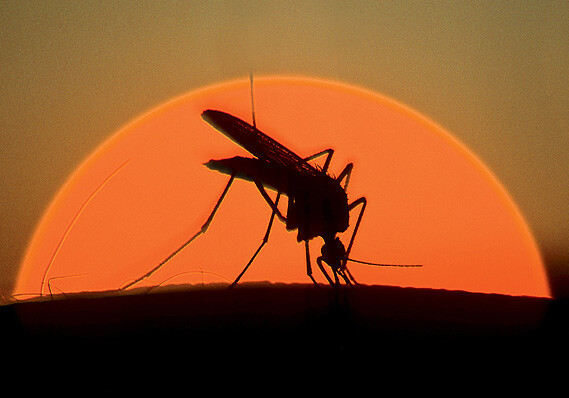 Насекомые, которые пережили динозавров: 8 интересных фактов о комарах