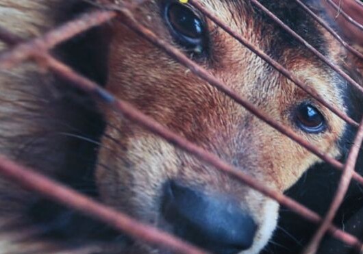 В Китае вопреки протестам начался фестиваль собачьего мяса