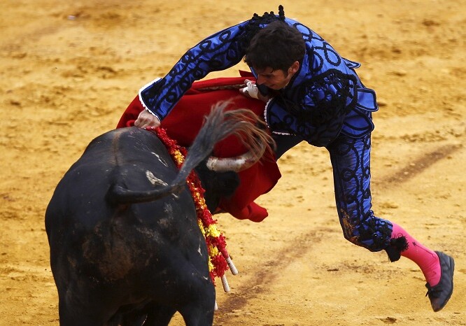 Матадор был убит быком в Испании в прямом эфире (Видео)