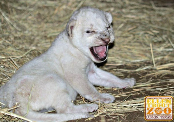 Редкий белый львенок родился в США