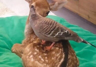Необычная дружба спасенного олененка с голубем (Фото-Видео)