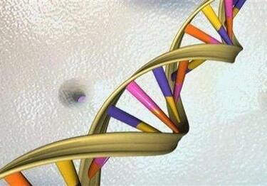 Ученые нашли ген-удлинитель туловища