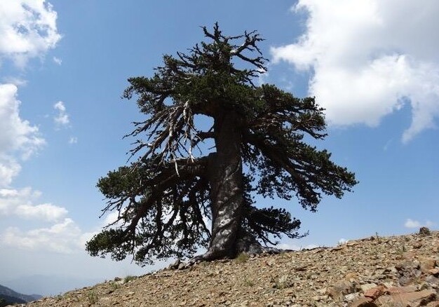 Найдено самое старое дерево в Европе
