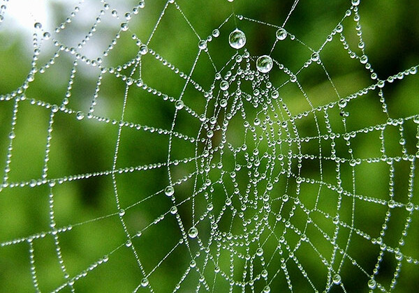 Ученые разработали суперлинзу из паутины