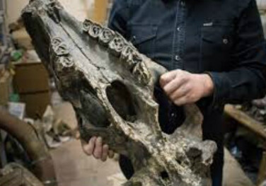 В Калифорнии палеонтологи обнаружили череп неизвестного животного