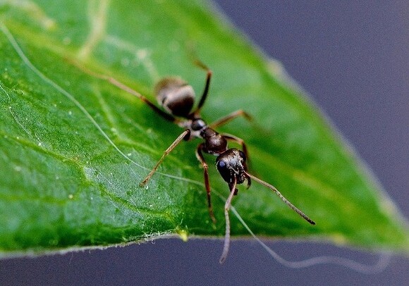 Ученые обнаружили в желудке лягушки новый вид муравьев