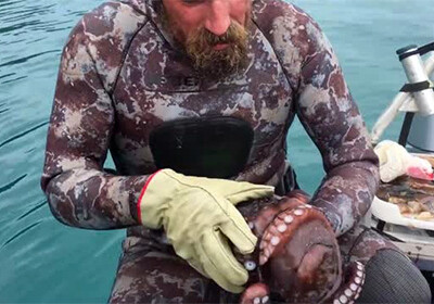Дайвер из Новой Зеландии убил осьминога зубами (Видео)