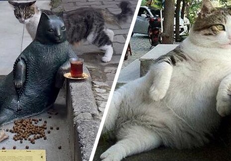 В Стамбуле открыли памятник коту-мему (Фото)