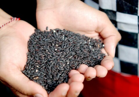 В Азербайджане в этом году впервые вырастили черный рис