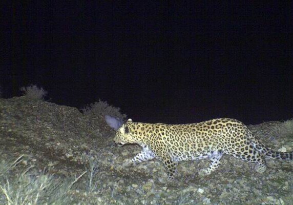 В Нахчыване обнаружено новое семейство леопардов